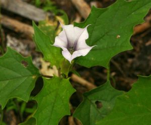 Foto da www.zimbabweflora.co.zw