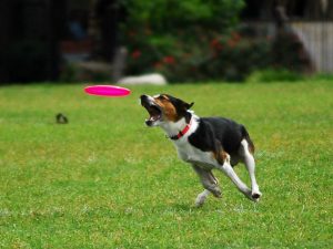 Foto da dogsportpups.blogspot.com